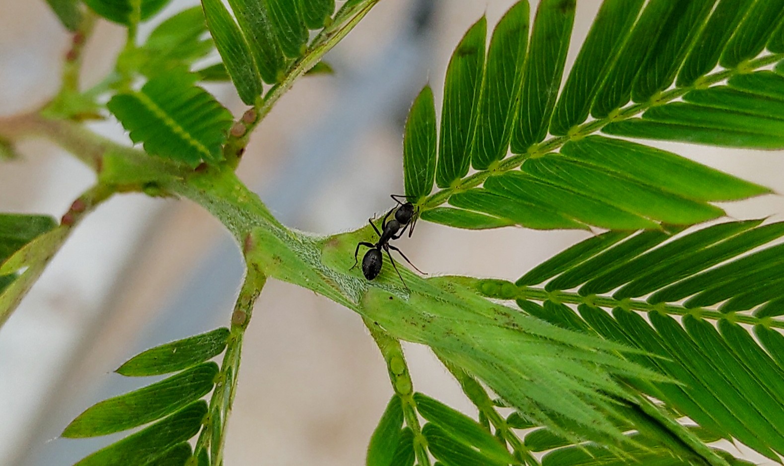 Mutualismo de Defesa Planta-Formiga