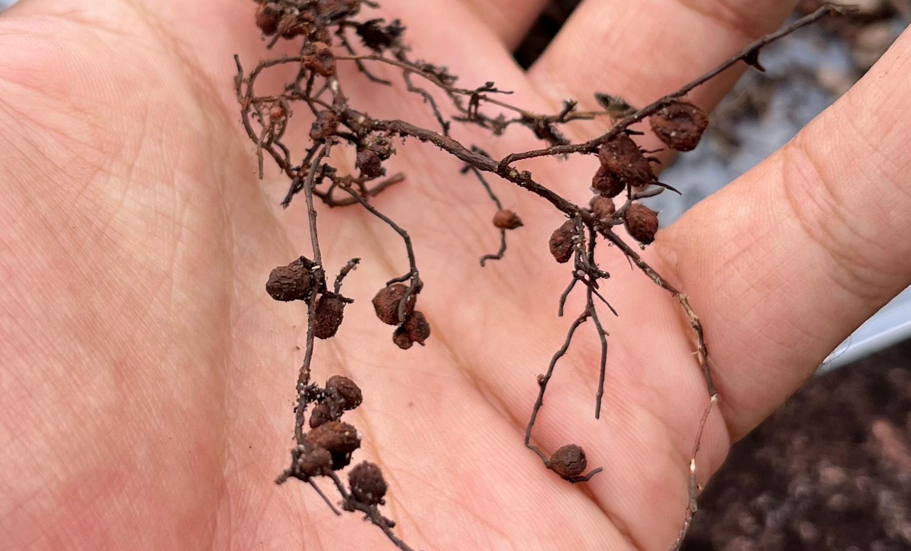 Mutualismo de Nutrição Planta-Bactéria